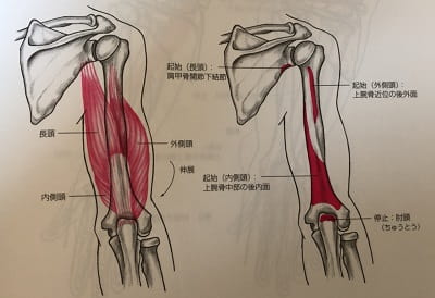 山本義徳先生がおすすめする腕を太くするためのトレーニング